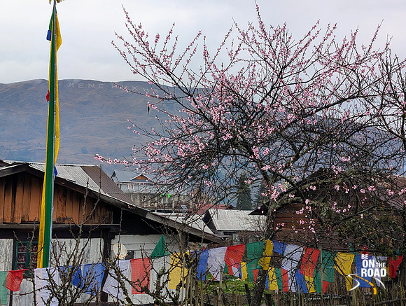 Peach tree in full bloom with Mechuka mountain in the background
