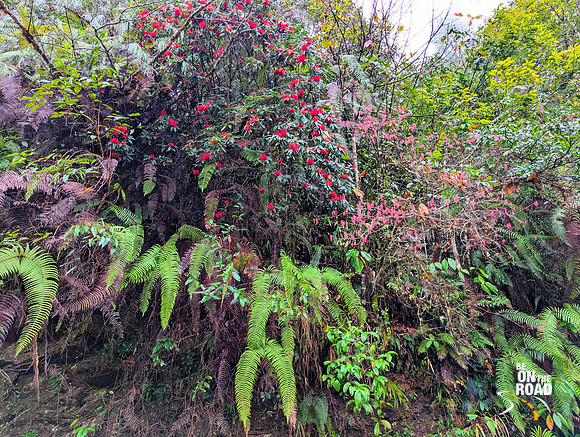 Exotic flora seen between Mechuka and Lamang in Arunachal Pradesh