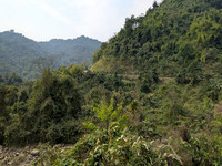 Dense vegetation as seen from the highways of lower Arunachal Pradesh