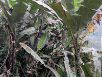 Wild Edible Bananas of Arunachal Pradesh
