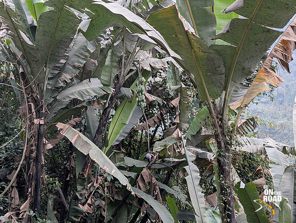 Wild Edible Bananas of Arunachal Pradesh