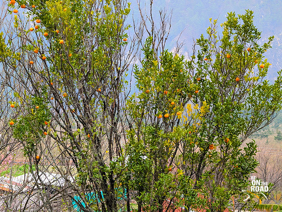 Orange tree full of fruit at Kaho, Arunachal Pradesh