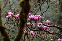 Gorgeous pink rhododendron flowers in full bloom between Mechuka and Lamang