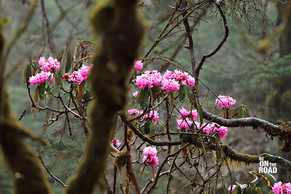 Gorgeous pink rhododendron flowers in full bloom between Mechuka and Lamang