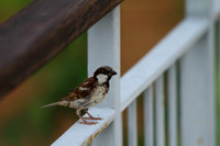 The rarely sighted House Sparrow at Waghoba Eco Lodge, Tadoba Tiger Reserve, Maharashtra