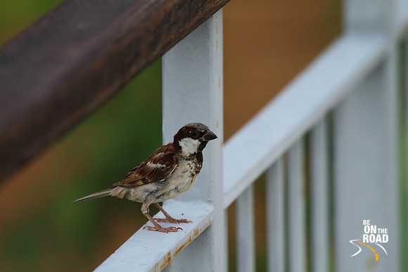 The rarely sighted House Sparrow at Waghoba Eco Lodge, Tadoba Tiger Reserve, Maharashtra
