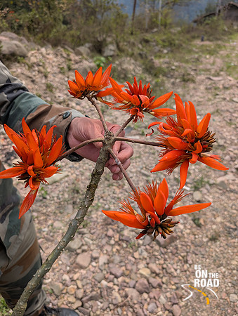 Flame of the forest flowers or palash flowers seen enroute to Aalo in Arunachal Pradesh
