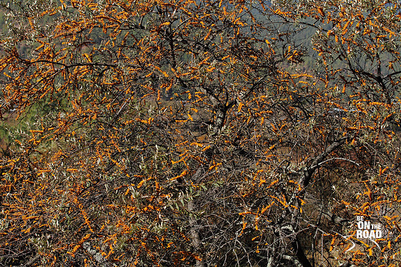 Tree with yellowish orange flowers at Bumthang